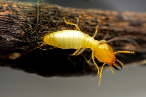Pest control Yass termites